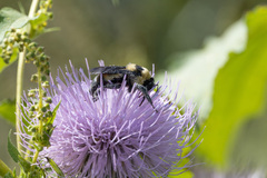Bombus fraternus