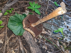 Agrocybe putaminum
