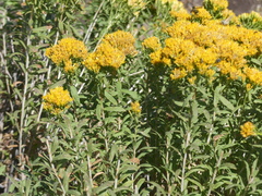 Chrysothamnus viscidiflorus