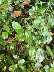 Aronia arbutifolia