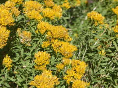 Chrysothamnus viscidiflorus
