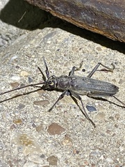 Knulliana cincta