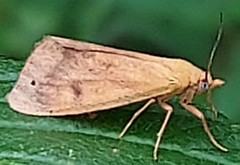 Virbia aurantiaca
