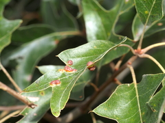 Polystepha symmetrica