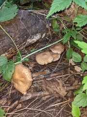 Agrocybe putaminum