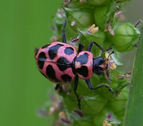 Spotted Pink Lady Beetle, photo 7 of 10