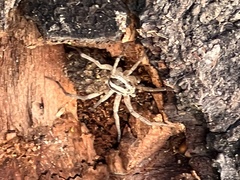 Araneae