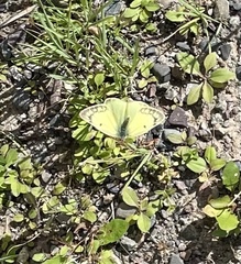 Colias philodice