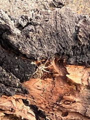Araneae