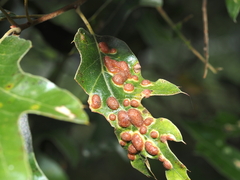 Polystepha symmetrica