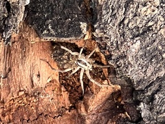 Araneae