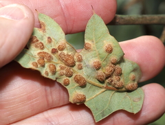 Polystepha symmetrica