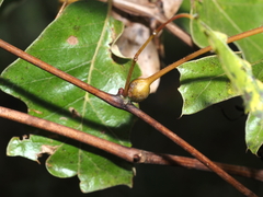 Neolasioptera vitinea