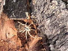 Araneae