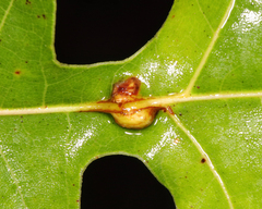Kokkocynips decidua