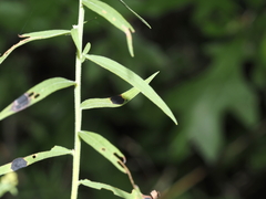 Asteromyia euthamiae