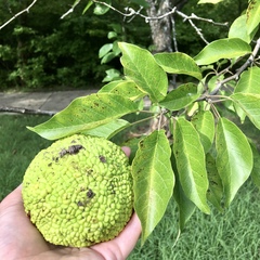 Maclura pomifera