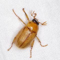 Cyclocephala