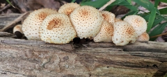 Pholiota squarrosoides