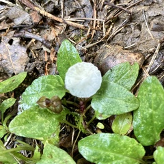 Tetrapyrgos nigripes