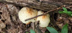 Pholiota squarrosoides