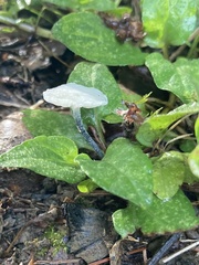 Tetrapyrgos nigripes