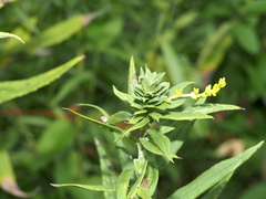 Asphondylia solidaginis