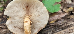 Pholiota squarrosoides