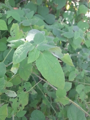 Malvaviscus arboreus