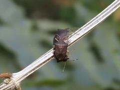 Carpocorini