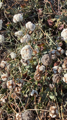 Eriogonum latifolium