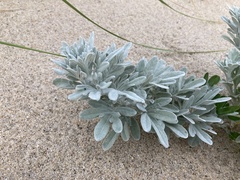 Artemisia stelleriana