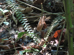 Asplenium platyneuron