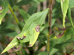 Asphondylia solidaginis