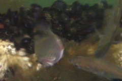 Cymatogaster aggregata