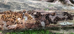 Nidulariaceae