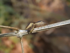 Carpocorini