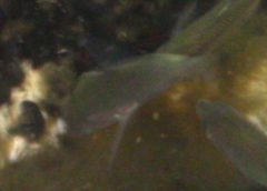 Cymatogaster aggregata