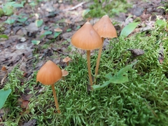 Entoloma quadratum