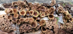 Nidulariaceae