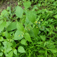 Galinsoga quadriradiata