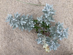 Artemisia stelleriana