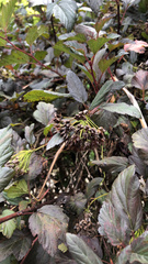 Physocarpus opulifolius