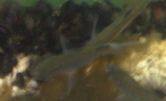 Cymatogaster aggregata