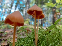 Entoloma quadratum