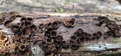 Nidulariaceae