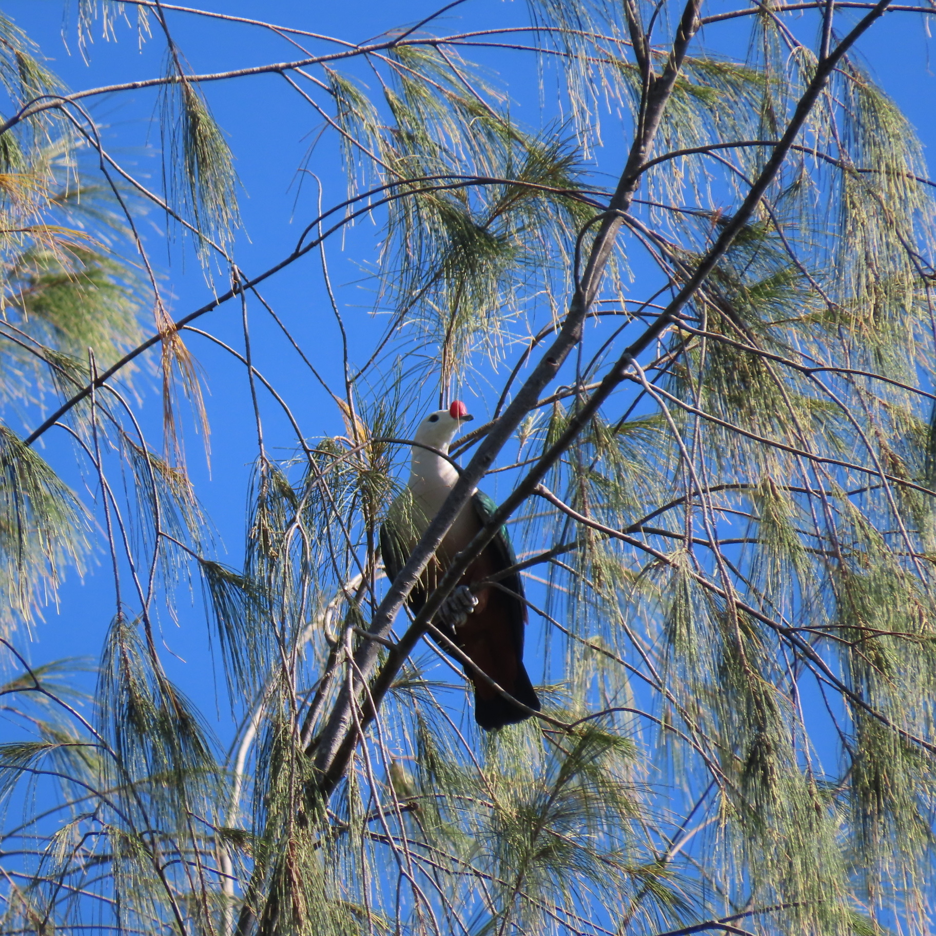 Red-knobbed Imperial Pigeon (Ducula rubricera), photo 1