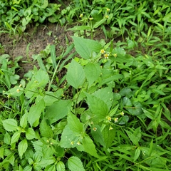 Galinsoga quadriradiata