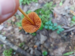 Entoloma quadratum