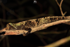 Anolis capito